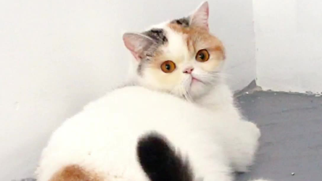 垃圾变猫窝???榴莲猫窝DIY篇